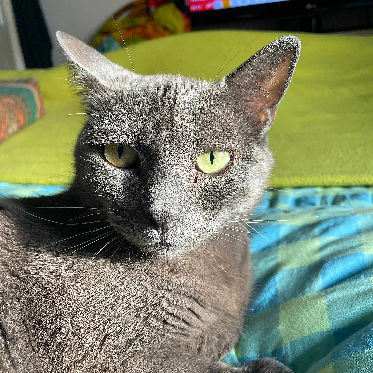 Chipie a rejoint le concours — aidez-le/la à gagner de superbes lots ! animal, bed, blanket, cat, close_up, cozy, domestic_animal, feline, fur, green_eyes, grey_cat, home, indoor, paw, pet, portrait, relaxing, resting, sunlight, whiskers