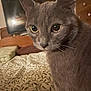 cat, gray_cat, close_up, indoor, bedroom, bedspread, pattern, furniture, wooden, television, pet, animal, whiskers, ears, eyes, domestic, cozy, home, portrait, feline