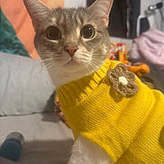 Polly is registered to the contest to win money with this photo: animal, bed, blanket, cat, close_up, cozy, crocheted_flower, curious, cute, domestic, feline, fur, home, indoor, knitted_clothing, pet, soft_lighting, whiskers, wide_eyes, yellow_sweater