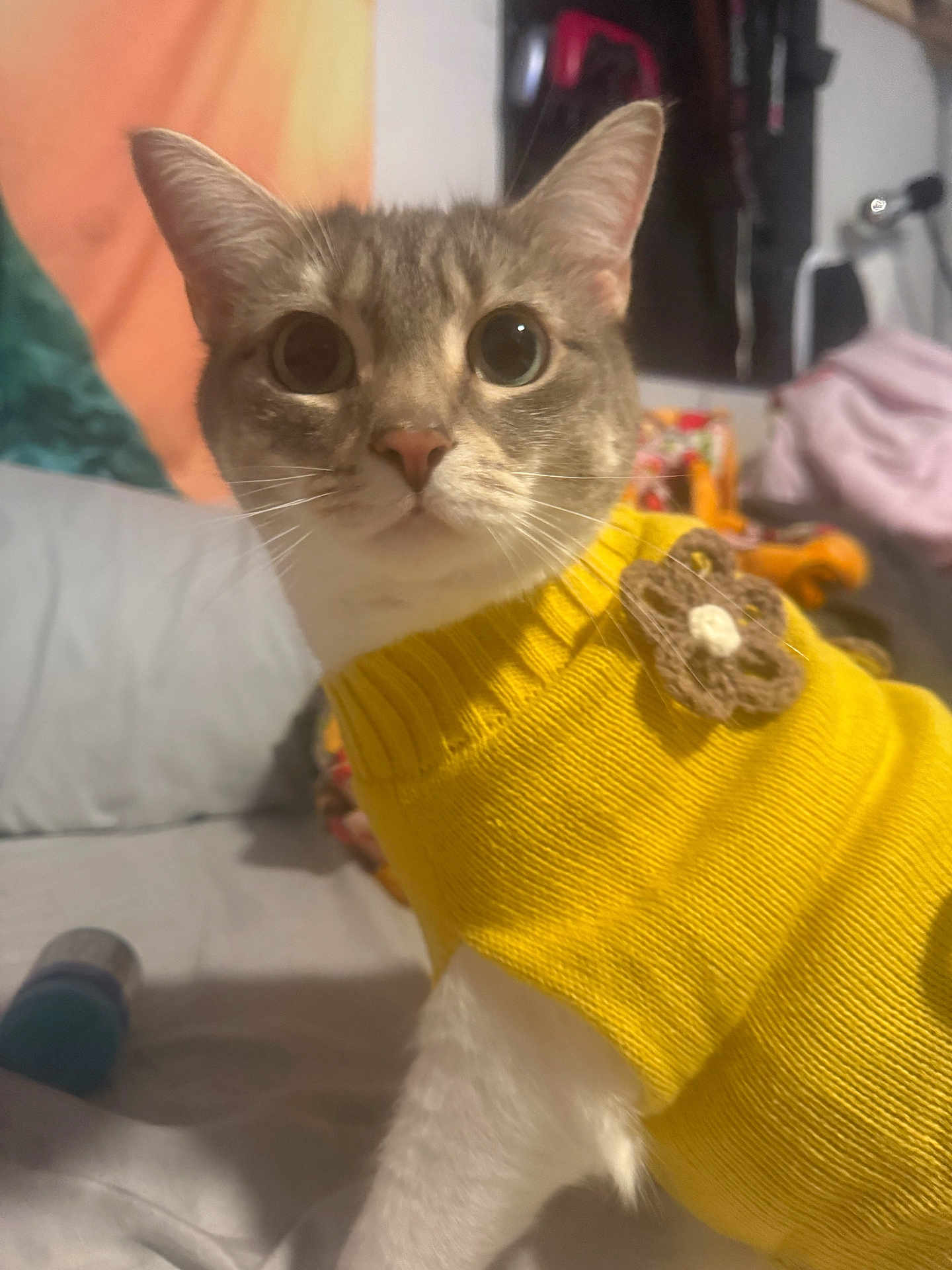 Polly