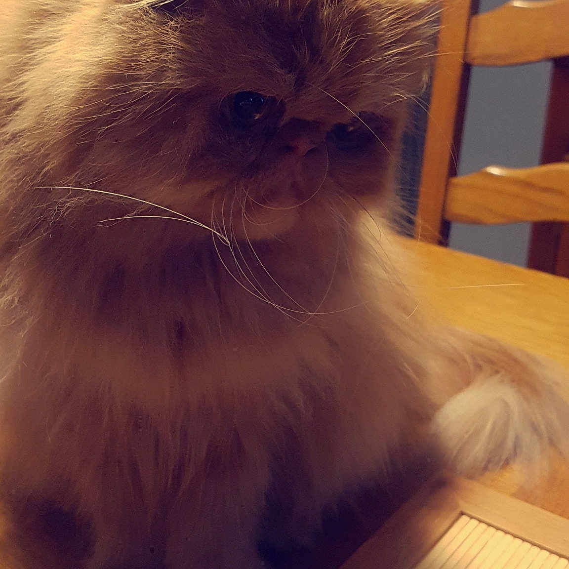 Newton a rejoint le concours — aidez-le/la à gagner de superbes lots ! asian_semi_longhair, british_longhair, british_semi_longhair, carnivore, cat, domestic_long_haired_cat, eye, fawn, felidae, fur, himalayan, kitten, mammal, persian, small_to_medium_sized_cats, whiskers