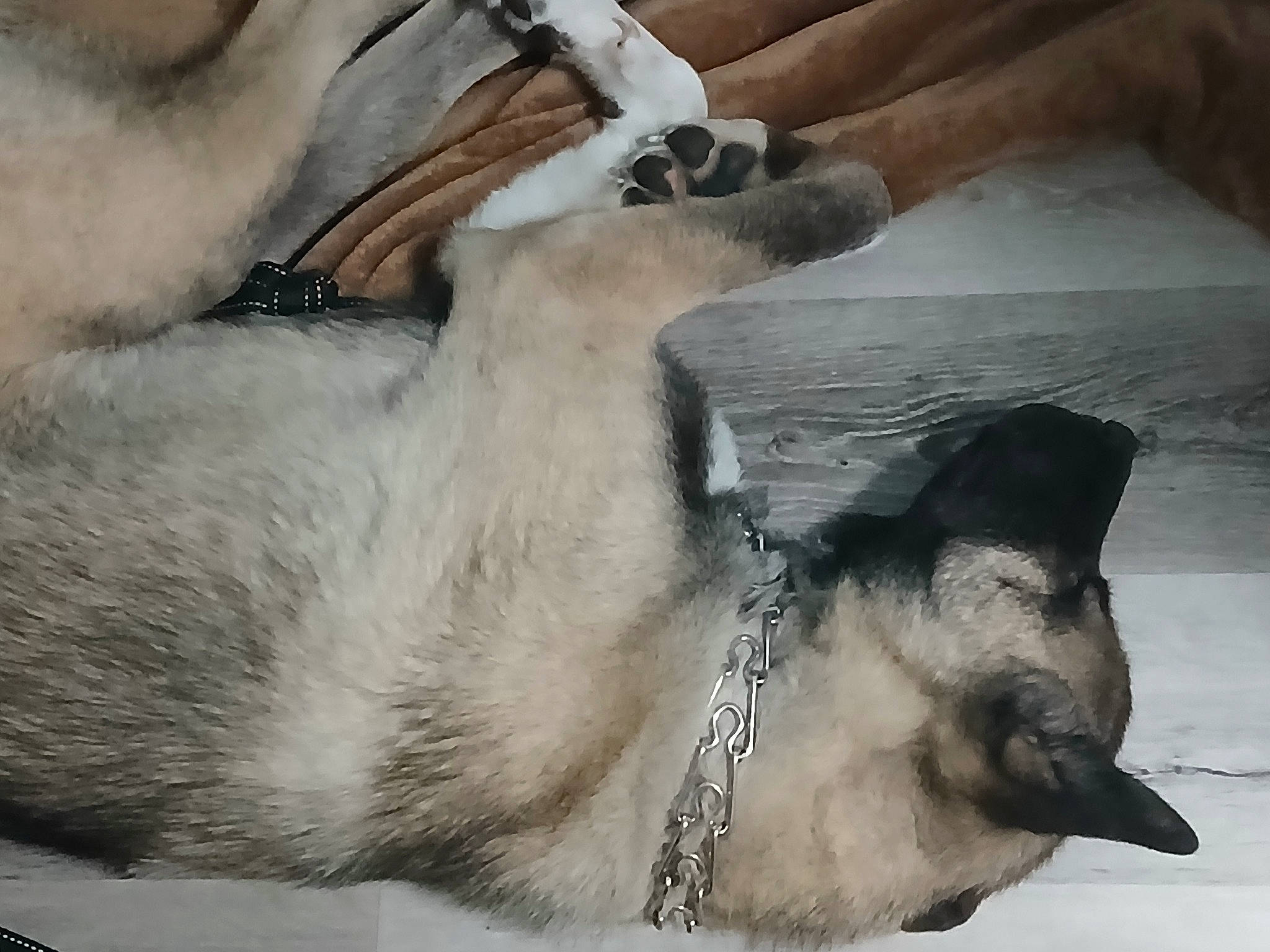 Big Kayne is registered to the contest to win money with this photo: canidae, carnivore, collar, companion_dog, dog_breed, fawn, fur, goat, goat_antelope, goats, livestock, pet_supply, snout, sporting_group, tail, terrestrial_animal, whiskers, white, wildlife, working_animal