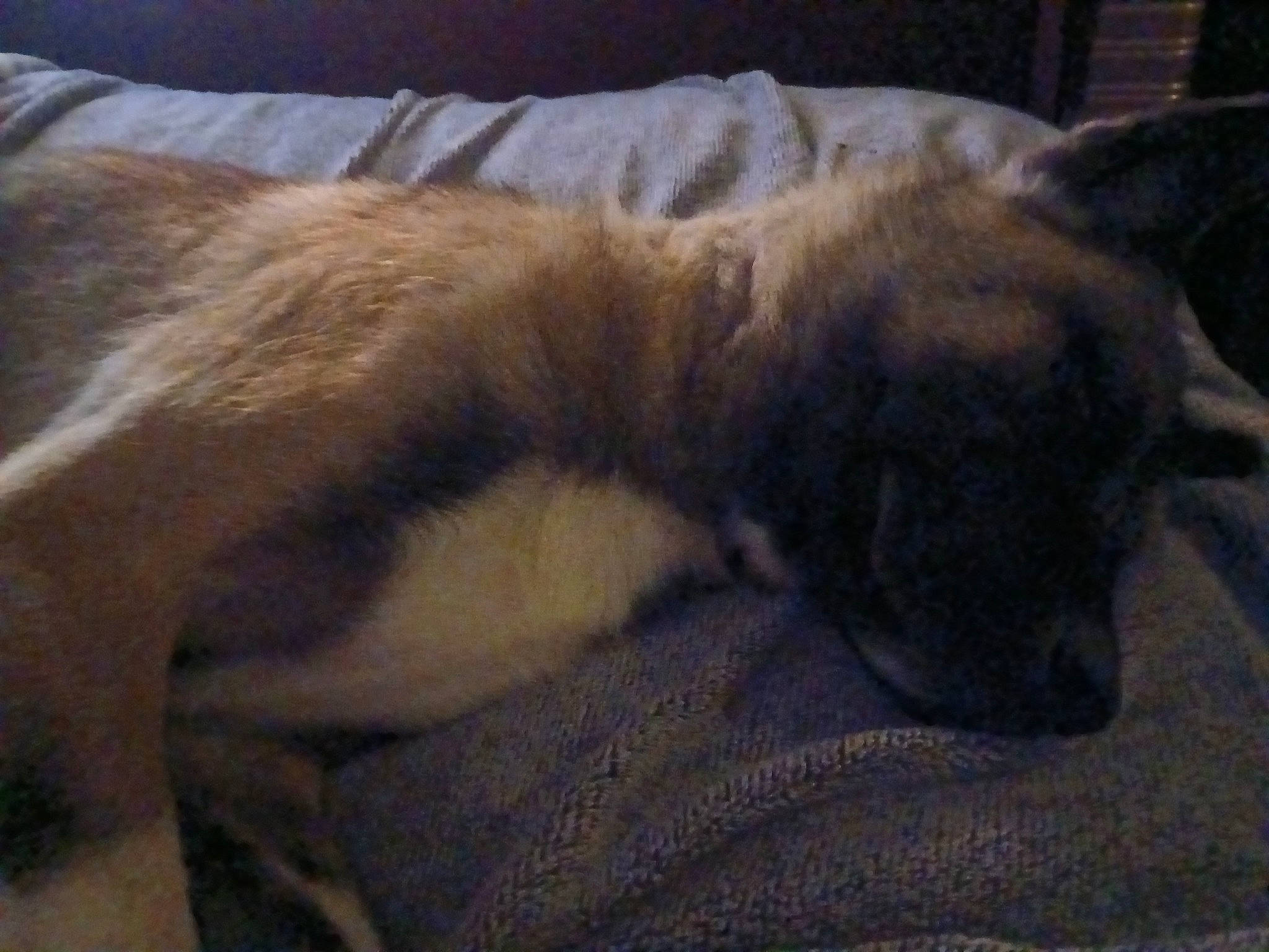 Big Kayne joined the competition — help win amazing prizes! carnivore, cat, cloud, comfort, companion_dog, dog_breed, domestic_short_haired_cat, felidae, fur, nap, paw, sky, small_to_medium_sized_cats, sporting_group, tail, terrestrial_animal, whiskers