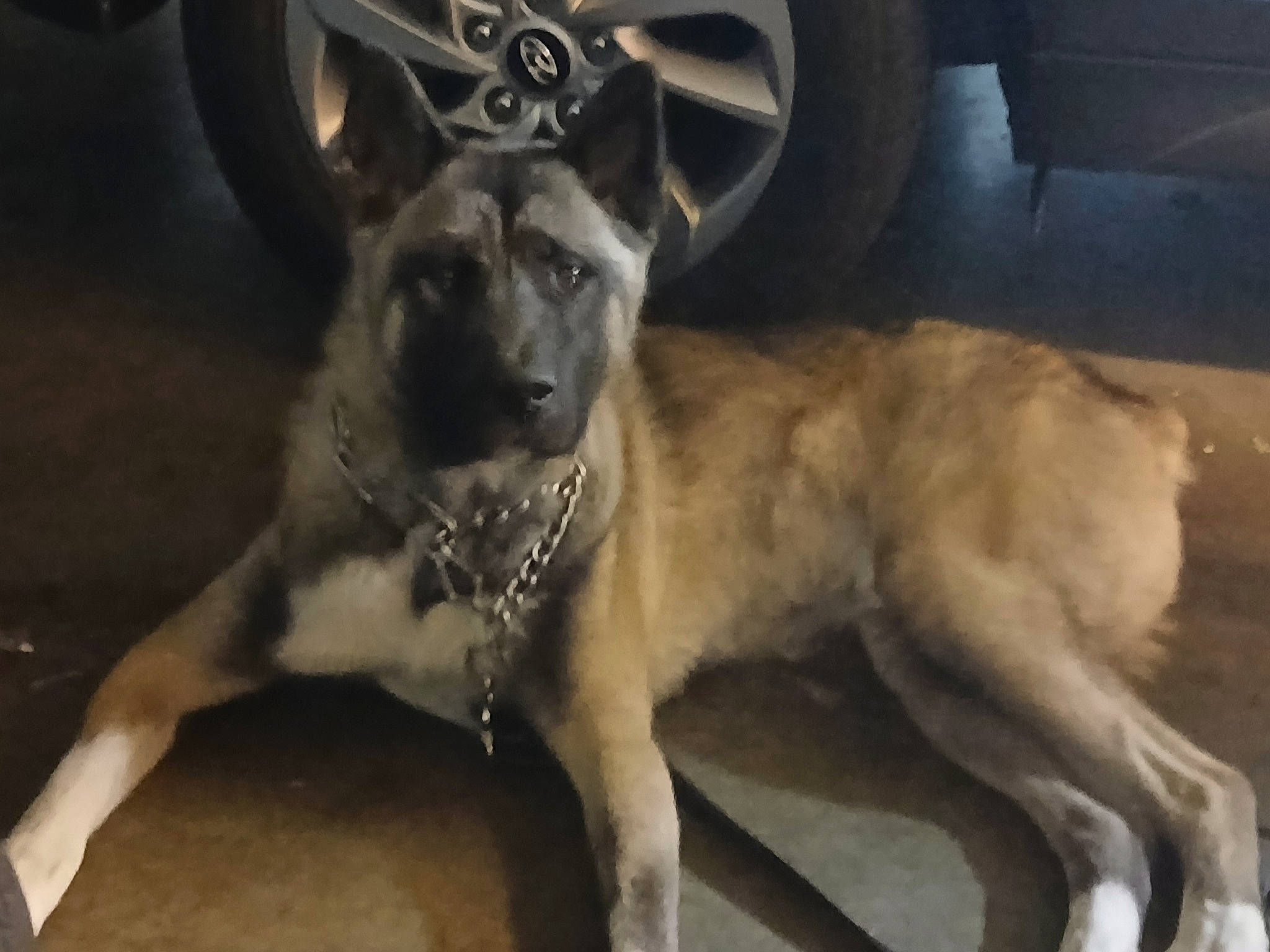 Big Kayne joined the competition — help win amazing prizes! automotive_tire, automotive_wheel_system, carnivore, companion_dog, dog, dog_breed, door, fawn, fender, fur, hood, metal, sporting_group, street_dog, tire, tread, vehicle, vehicle_door, wheel, working_animal