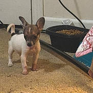 Snikers is registered to the contest to win money with this photo: puppy, dog, carpet, food_bowl, indoor, pet, small, curious, ears, floor, animal, cute, standing, brown, white, black, door, cable, corner, house