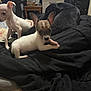 Snikers joined the competition — help win amazing prizes! puppy, dog, bed, blanket, indoor, animal, pet, black_dog, white_dog, brown_dog, cute, small_dog, resting, curious, fur, ears, nail, floor, furniture, room