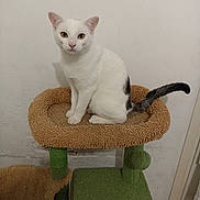 Roméo a rejoint le concours — aidez-le/la à gagner de superbes lots ! cat, white_cat, black_tail, pet, animal, feline, sitting, looking_at_camera, yellow_eyes, whiskers, ears, indoors, scratching_post, cat_tree, pet_furniture, brown_bed, green_platform, wall, portrait, home