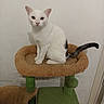cat, white_cat, black_tail, pet, animal, feline, sitting, looking_at_camera, yellow_eyes, whiskers, ears, indoors, scratching_post, cat_tree, pet_furniture, brown_bed, green_platform, wall, portrait, home