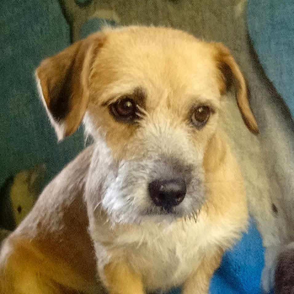 Louna participe au concours pour gagner de l'argent avec cette photo : animal, brown, canine, close_up, companion, cute, dog, domestic_animal, ears, friendly, fur, furry, indoor, looking_away, mammal, nostrils, pet, portrait, snout, white