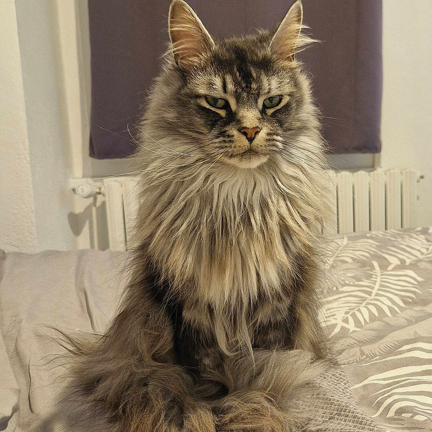 Texas a rejoint le concours — aidez-le/la à gagner de superbes lots ! abyssinian, angora, animal, bed, bedroom, blanket, cat, couch, cushion, furniture, homedecor, indoors, kitten, linen, manx, pet, plywood, room, siamese, wood