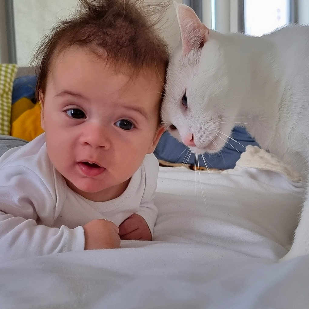 Murzik a rejoint le concours — aidez-le/la à gagner de superbes lots ! baby, bed, blanket, cat, child, closeup, comfort, curious, cute, expression, fur, home, indoor, interaction, pet, pillow, resting, soft_light, toddler, white_cat