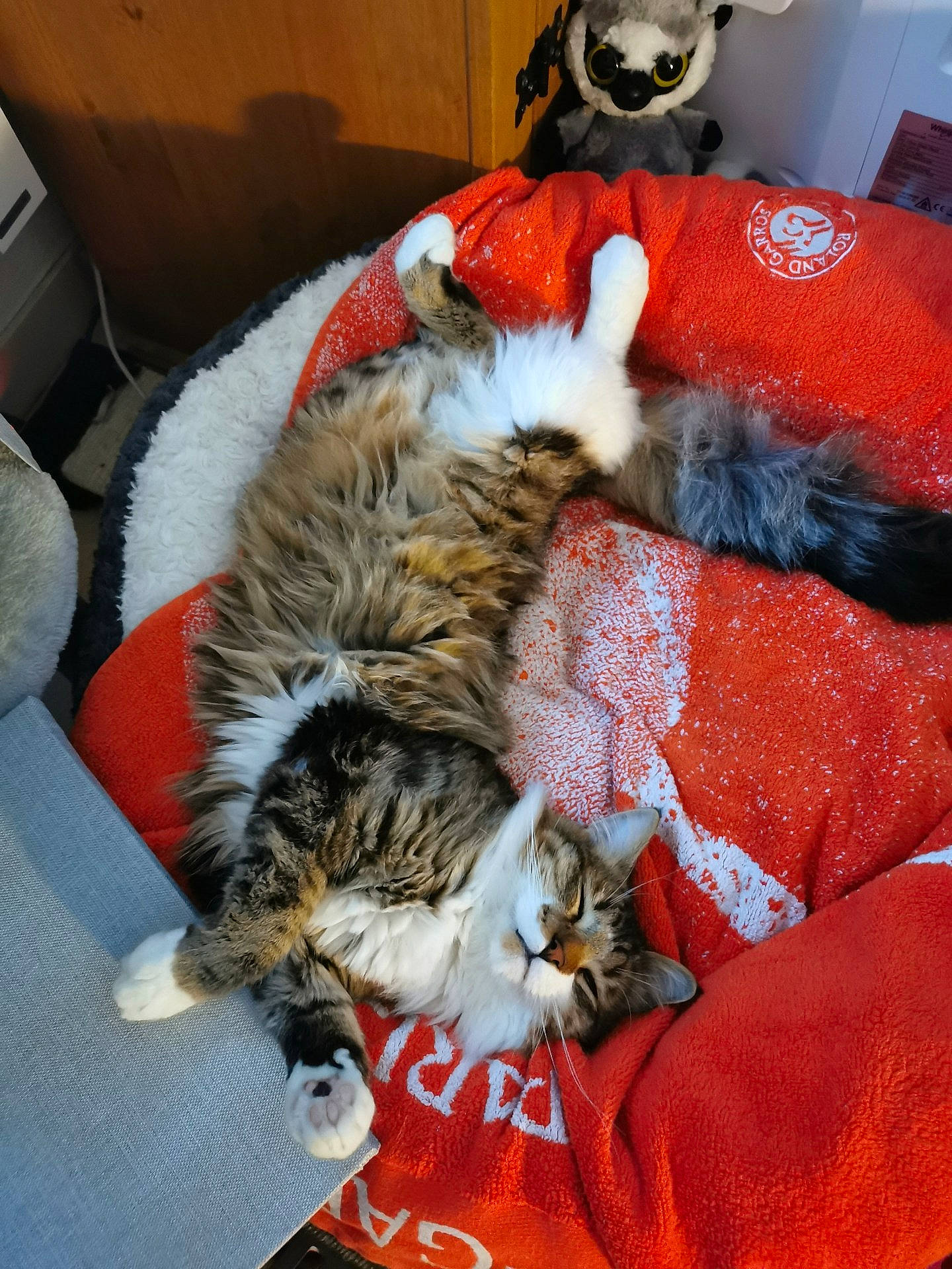 Mowgli a rejoint le concours — aidez-le/la à gagner de superbes lots ! american_curl, american_shorthair, carnivore, cat, european_shorthair, felidae, fur, kitten, nap, norwegian_forest_cat, small_to_medium_sized_cats, tabby_cat, whiskers