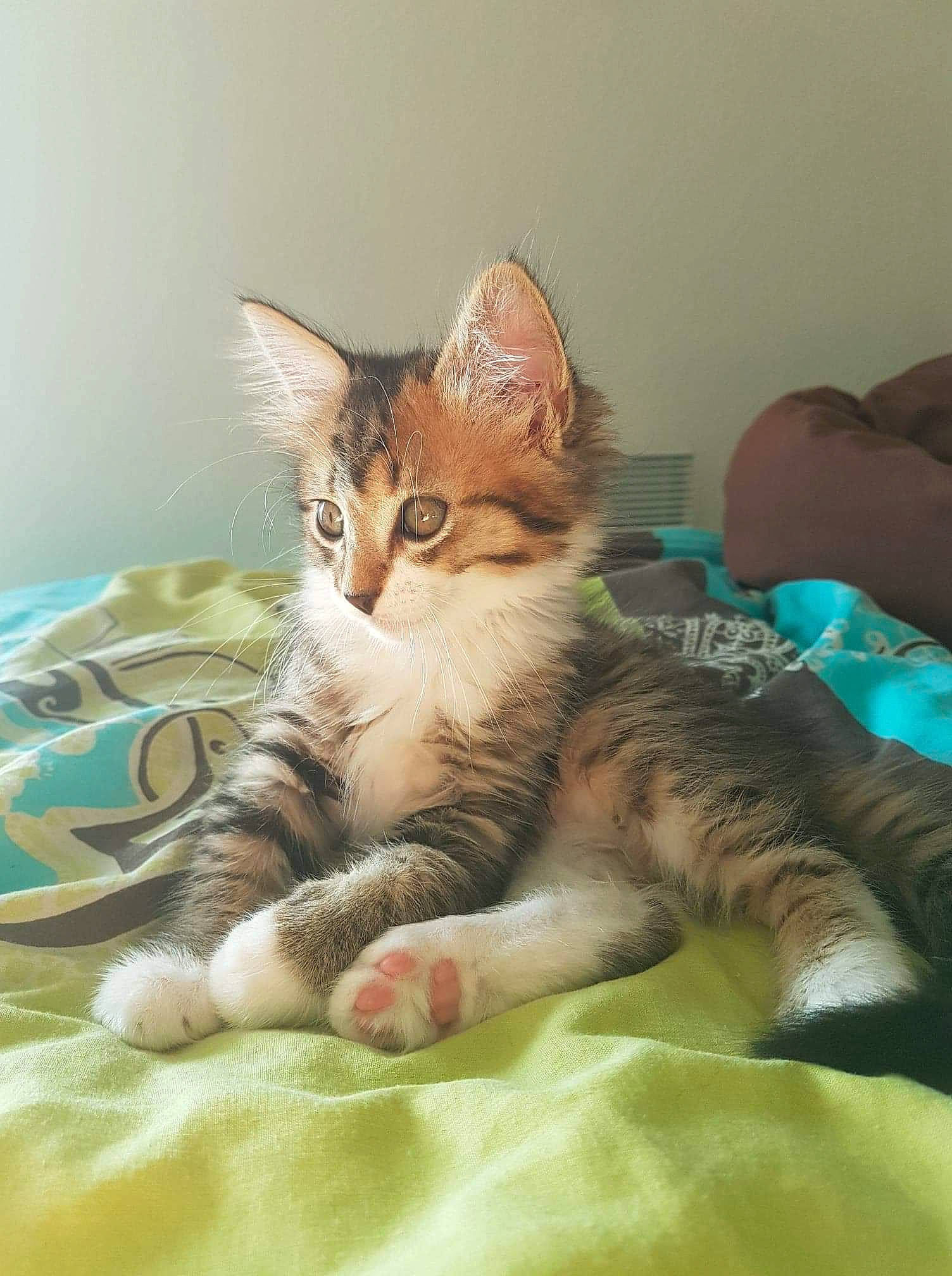 Mowgli a rejoint le concours — aidez-le/la à gagner de superbes lots ! aegean_cat, american_wirehair, bed, carnivore, cat, domestic_short_haired_cat, dragon_li, european_shorthair, felidae, fur, kitten, maine_coon, mammal, norwegian_forest_cat, pixie_bob, siberian, small_to_medium_sized_cats, tabby_cat, vertebrate, whiskers