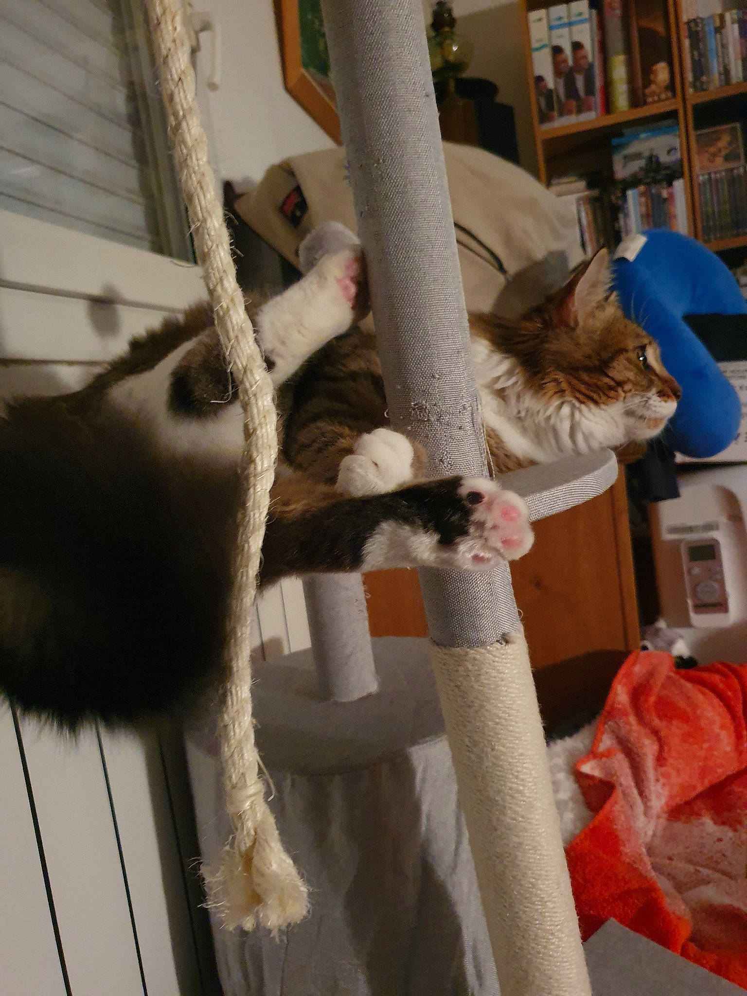 Mowgli participe au concours pour gagner de l'argent avec cette photo : cat, fawn, felidae, fur, small_to_medium_sized_cats, tail, textile