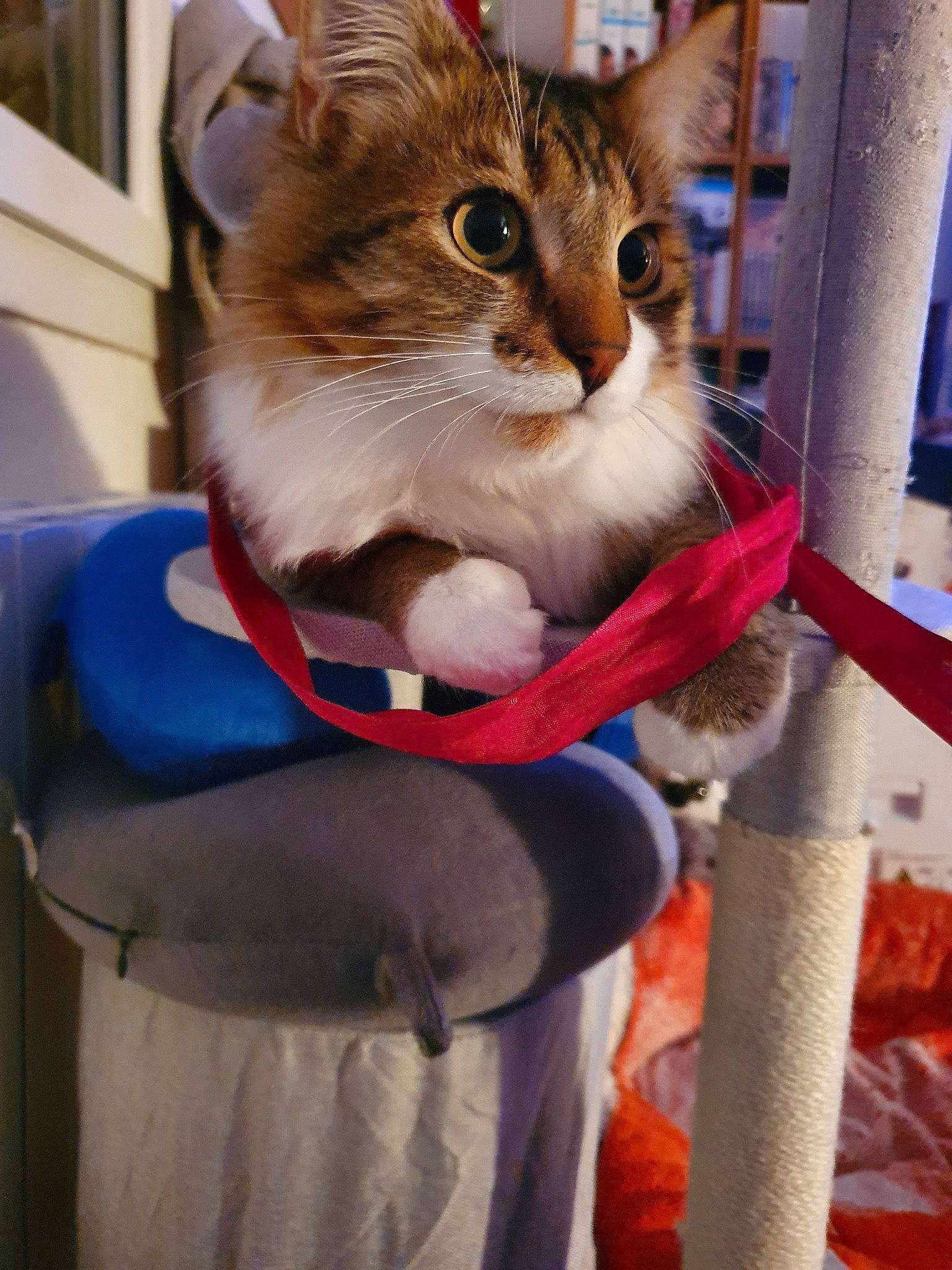 Mowgli participe au concours pour gagner de l'argent avec cette photo : aegean_cat, asian, carnivore, cat, domestic_short_haired_cat, fawn, felidae, kitten, mammal, polydactyl_cat, small_to_medium_sized_cats, tabby_cat, whiskers