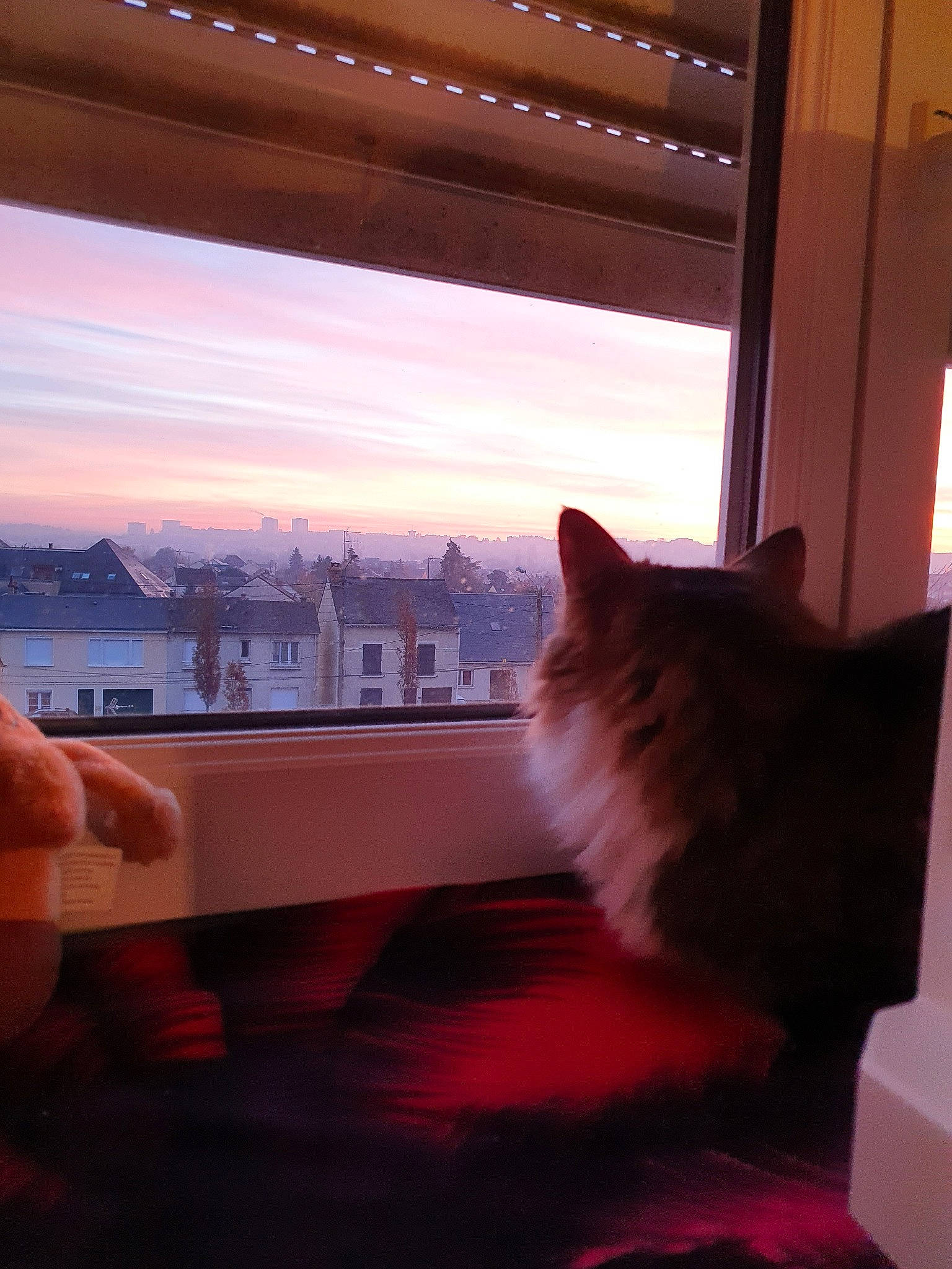 Mowgli a rejoint le concours — aidez-le/la à gagner de superbes lots ! architecture, carnivore, cat, felidae, hand, kitten, sky, small_to_medium_sized_cats, whiskers, window