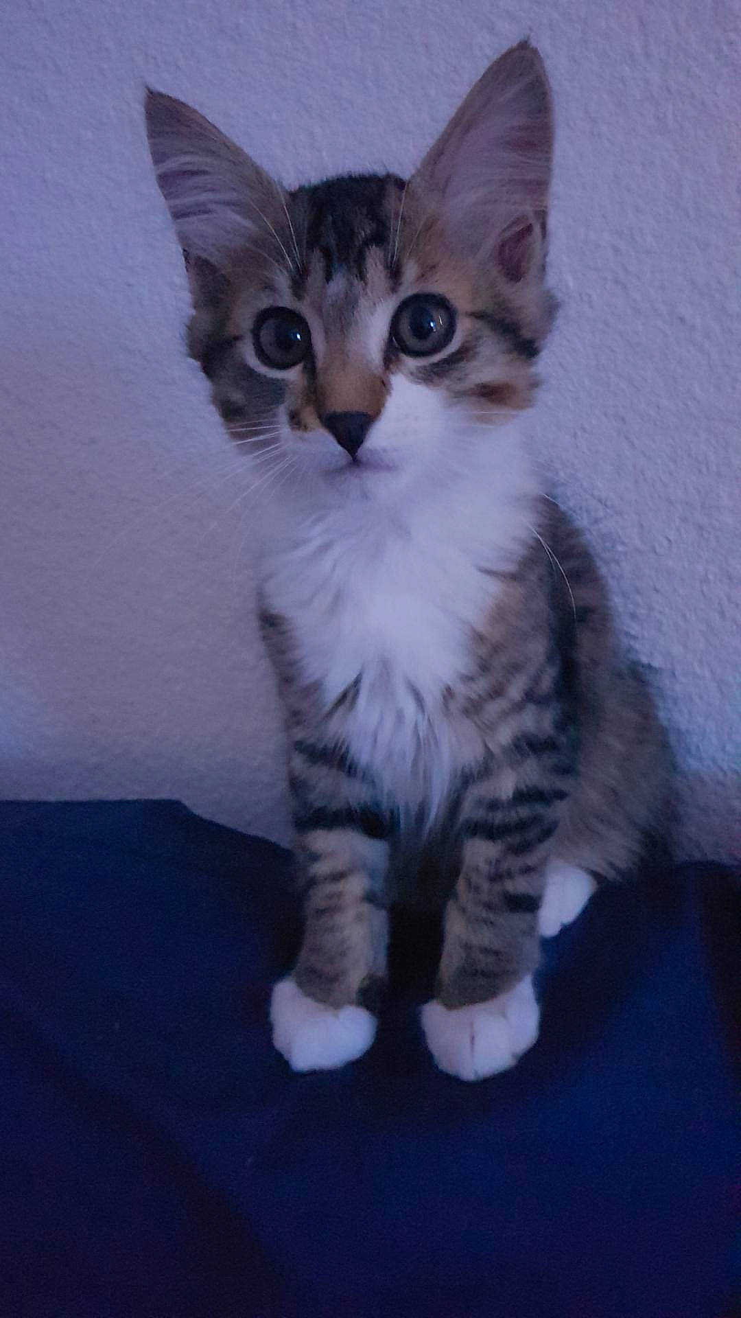 Mowgli a rejoint le concours — aidez-le/la à gagner de superbes lots ! aegean_cat, american_wirehair, asian, australian_mist, carnivore, cat, domestic_short_haired_cat, egyptian_mau, european_shorthair, felidae, kitten, mammal, oriental_longhair, oriental_shorthair, polydactyl_cat, small_to_medium_sized_cats, sokoke, tabby_cat, vertebrate, whiskers