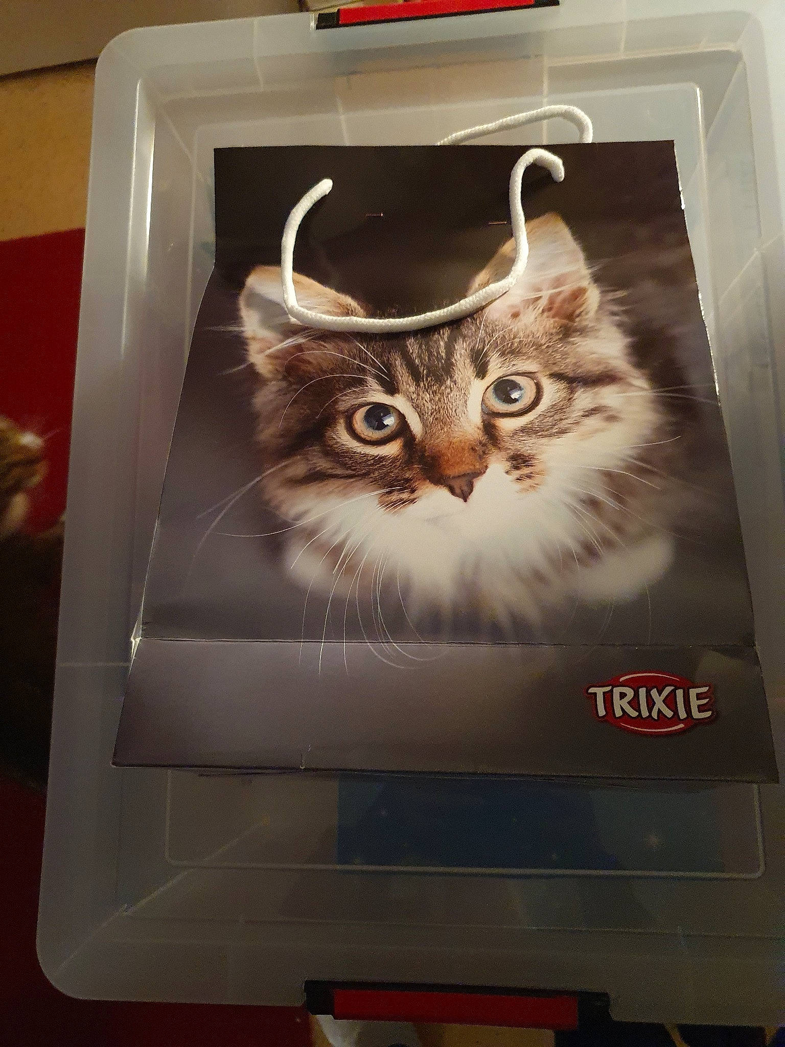 Mowgli a rejoint le concours — aidez-le/la à gagner de superbes lots ! carnivore, cat, felidae, kitten, norwegian_forest_cat, small_to_medium_sized_cats, whiskers