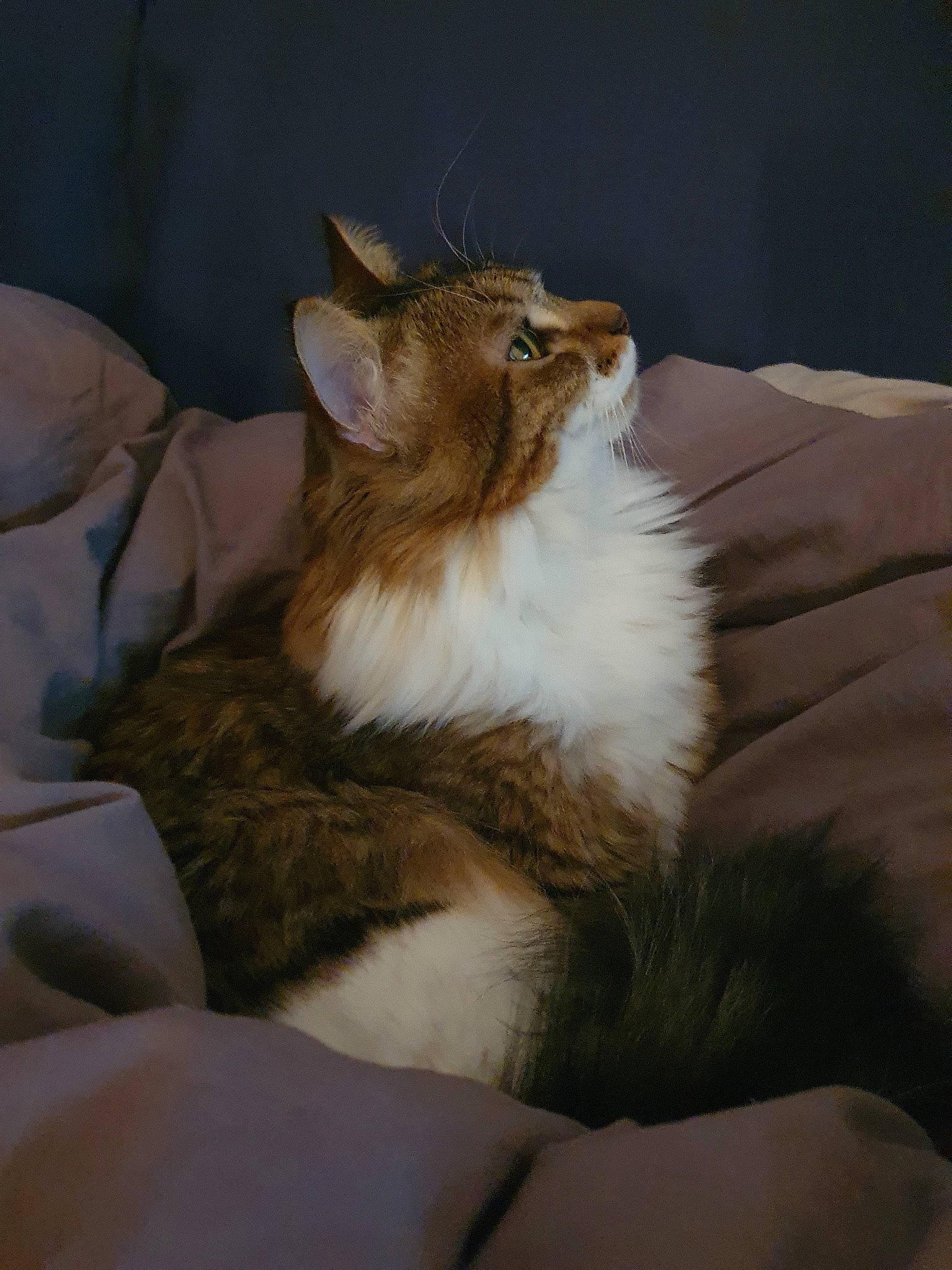 Mowgli a rejoint le concours — aidez-le/la à gagner de superbes lots ! carnivore, cat, domestic_long_haired_cat, fawn, felidae, fur, mammal, norwegian_forest_cat, ragamuffin, sitting, small_to_medium_sized_cats, somali, whiskers