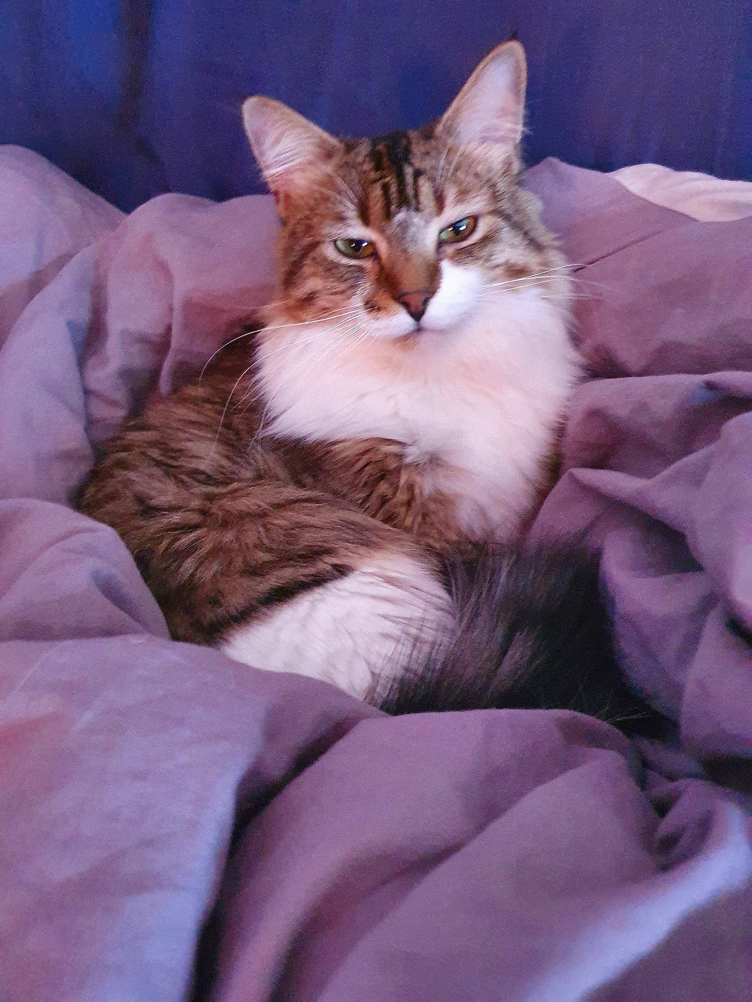 Mowgli a rejoint le concours — aidez-le/la à gagner de superbes lots ! aegean_cat, asian, asian_semi_longhair, australian_mist, british_semi_longhair, carnivore, cat, domestic_long_haired_cat, domestic_short_haired_cat, european_shorthair, felidae, kitten, mammal, norwegian_forest_cat, siberian, small_to_medium_sized_cats, somali, tabby_cat, vertebrate, whiskers