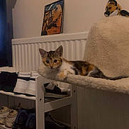 Autumn joined the competition — help win amazing prizes! kitten, cat, pet_bed, shoe_rack, shoes, indoor, cozy, curious, furniture, radiator, wall_art, stuffed_toy, fox_hat, floor, home_interior, relaxed, small_cat, animal, domestic, resting