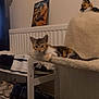 kitten, cat, pet_bed, shoe_rack, shoes, indoor, cozy, curious, furniture, radiator, wall_art, stuffed_toy, fox_hat, floor, home_interior, relaxed, small_cat, animal, domestic, resting