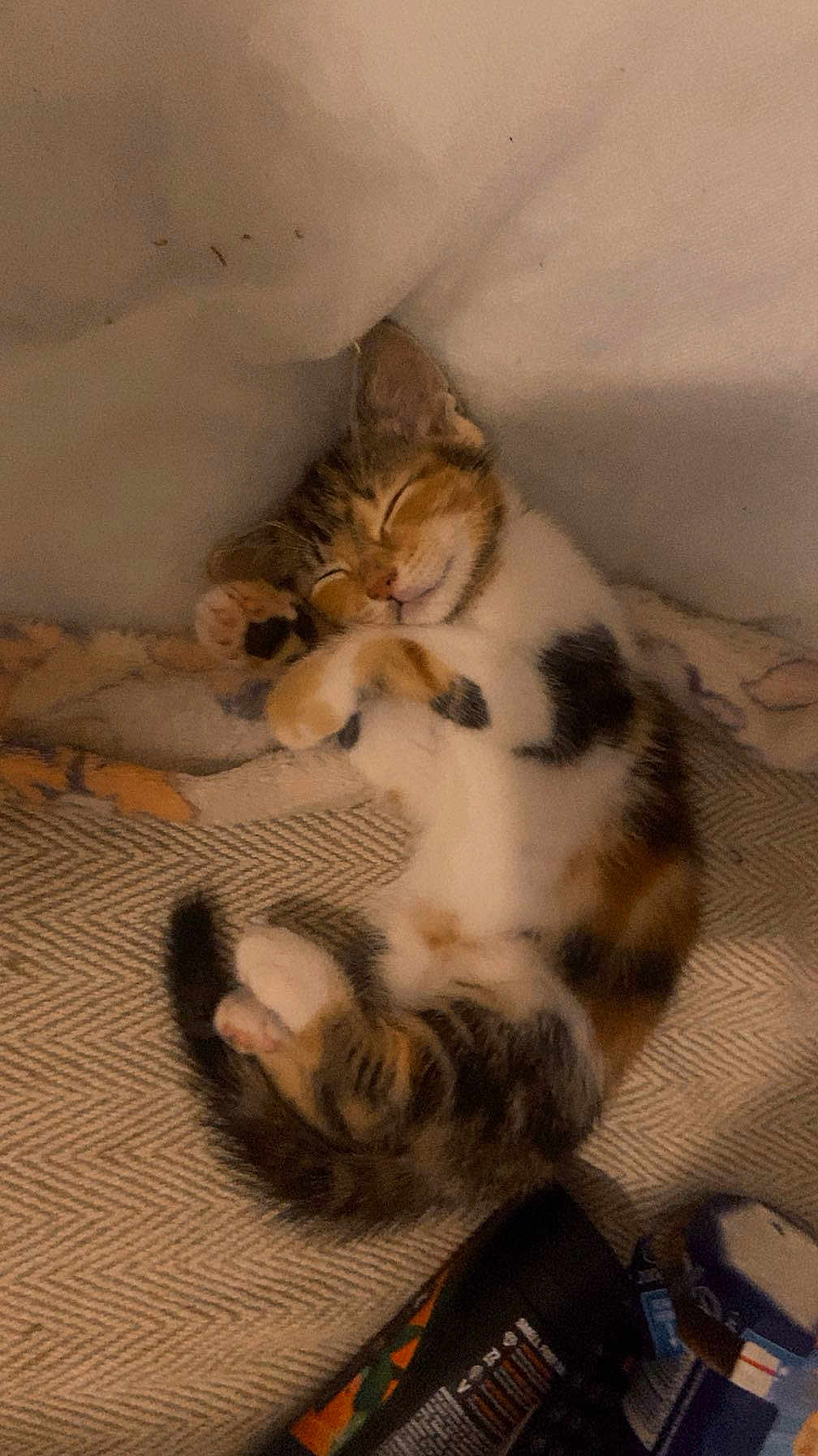 Autumn joined the competition — help win amazing prizes! kitten, sleeping, cat, cozy, blanket, fur, cute, pet, animal, rest, domestic, young, tabby, calico, whiskers, paw, small, adorable, relaxed, indoor