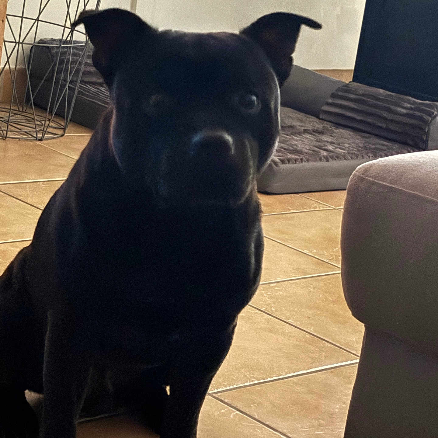 Tsuki a rejoint le concours — aidez-le/la à gagner de superbes lots ! animal, black_dog, blanket, canine, companion, cozy, dog, domestic, ears, floor, furniture, home, indoor, living_room, pet, pet_bed, quiet, resting, sitting, tile_floor