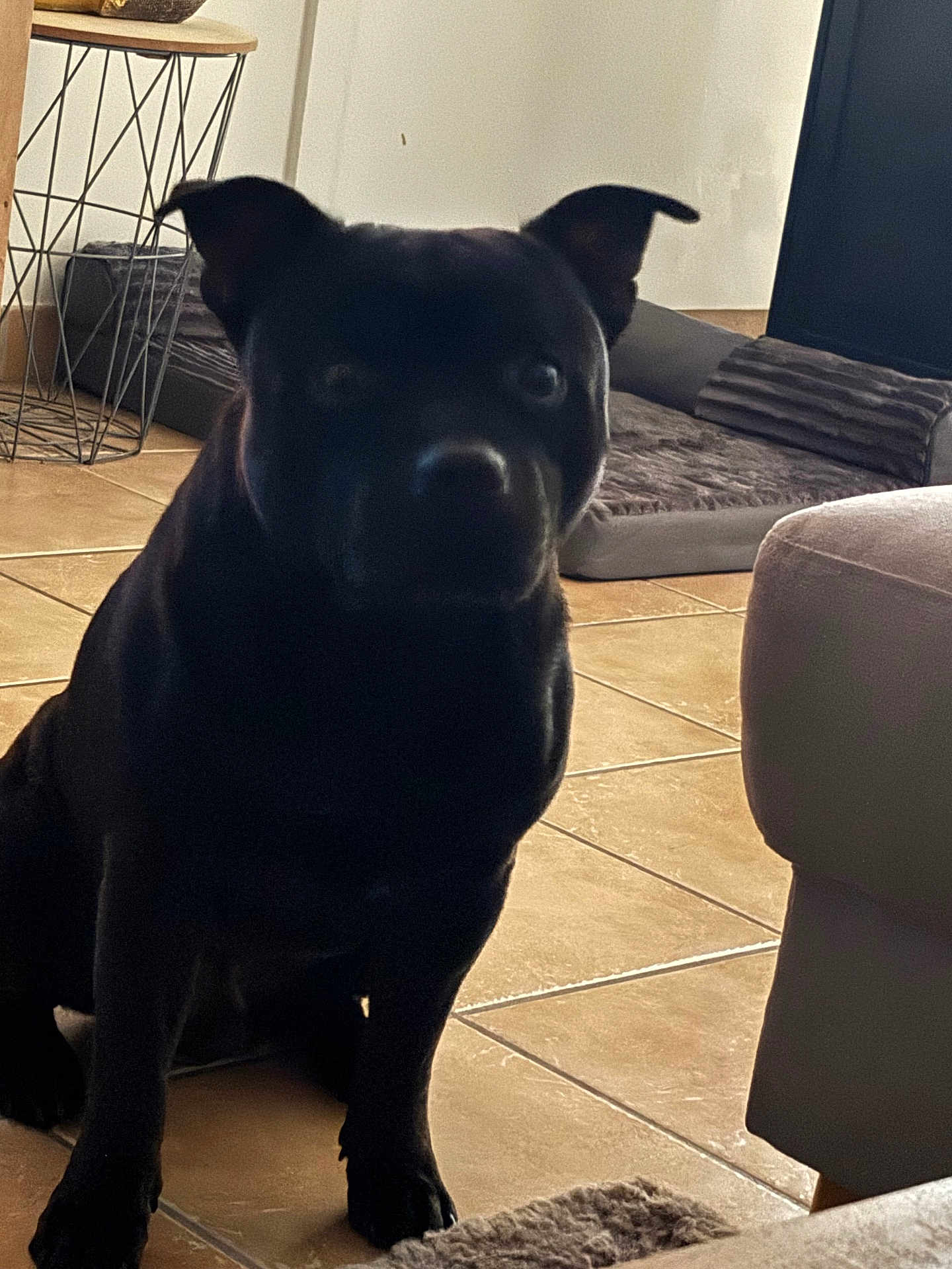 Tsuki a rejoint le concours — aidez-le/la à gagner de superbes lots ! dog, black_dog, indoor, pet_bed, tile_floor, furniture, cozy, home, animal, canine, ears, sitting, floor, domestic, companion, pet, quiet, resting, living_room, blanket