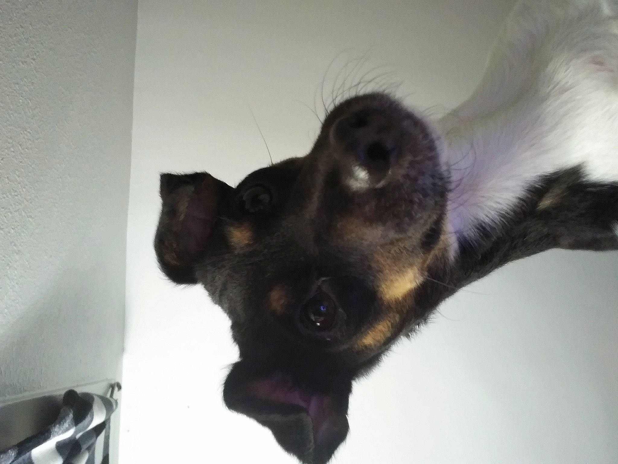 Harley is registered to the contest to win money with this photo: bat, canidae, carnivore, claw, dog, dog_breed, felidae, fur, german_shepherd_dog, guard_dog, paw, snout, sporting_group, tail, terrestrial_animal, whiskers, wing