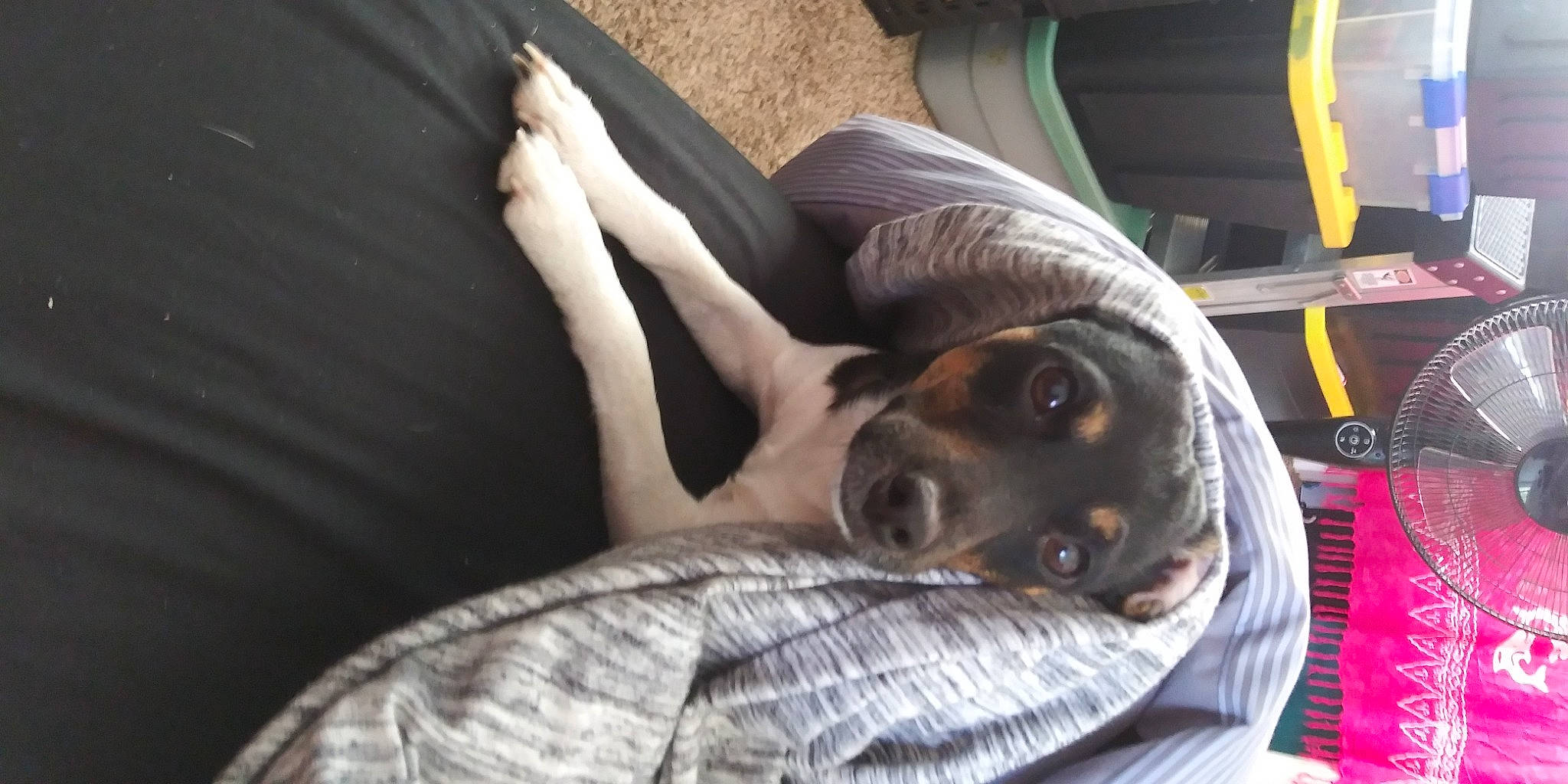 Harley joined the competition — help win amazing prizes! canidae, carnivore, comfort, companion_dog, couch, dog, dog_breed, fawn, fur, human_leg, linens, mammal, nap, plaid, sitting, snout, sporting_group, tartan, thigh, working_animal