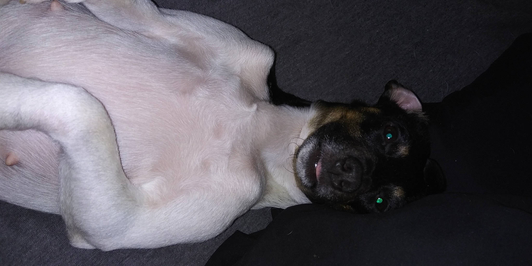 Harley is registered to the contest to win money with this photo: canidae, carnivore, collar, comfort, companion_dog, dog, dog_breed, dog_collar, ear, fawn, fur, non_sporting_group, paw, snout, sporting_group, tail, terrestrial_animal, whiskers, working_animal