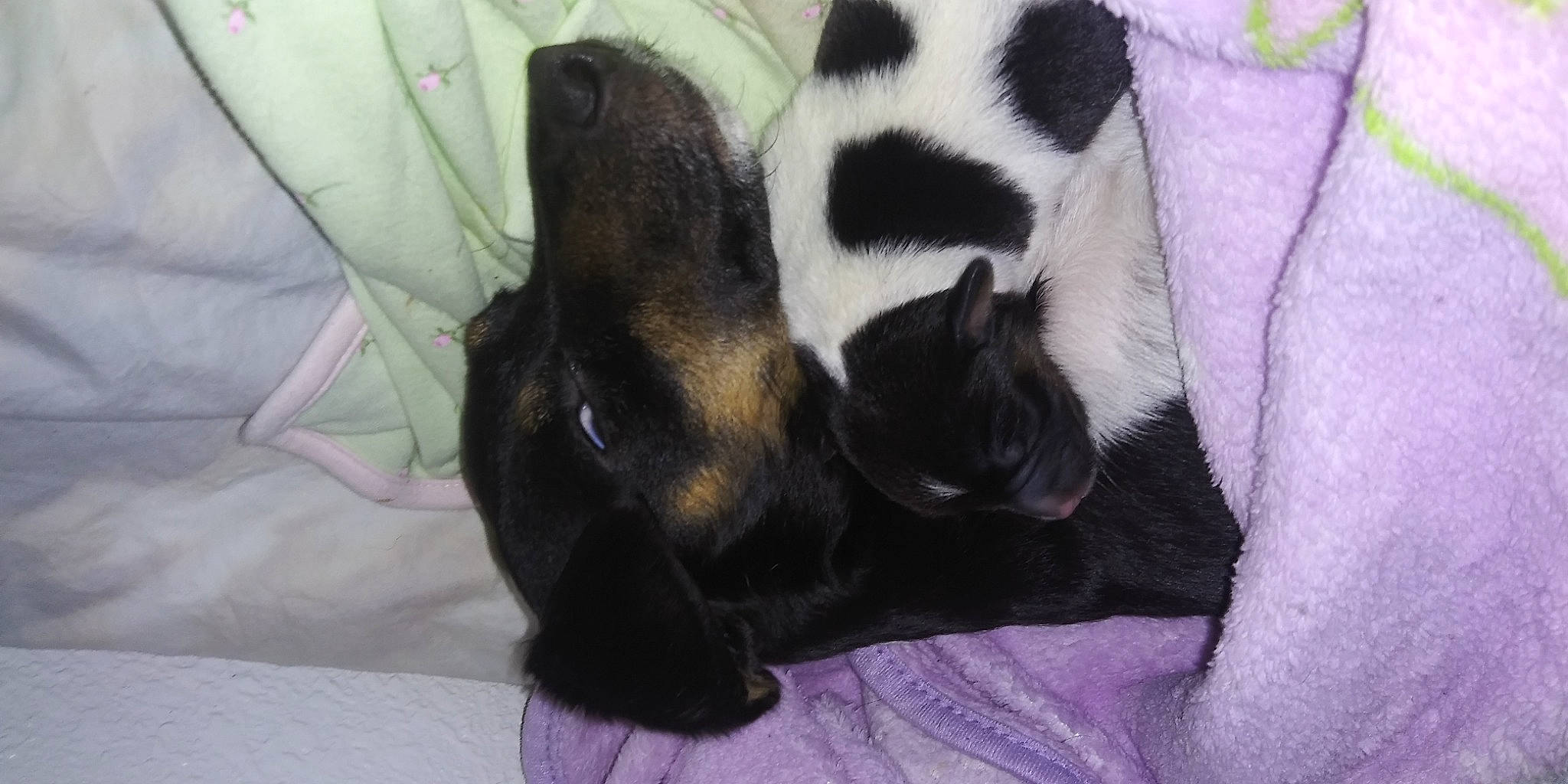 Harley is registered to the contest to win money with this photo: bulldog, canidae, carnivore, comfort, companion_dog, dog_breed, fawn, felidae, fur, linens, nap, paw, small_to_medium_sized_cats, snout, sporting_group, tail, terrestrial_animal, toy_dog, whiskers, working_animal