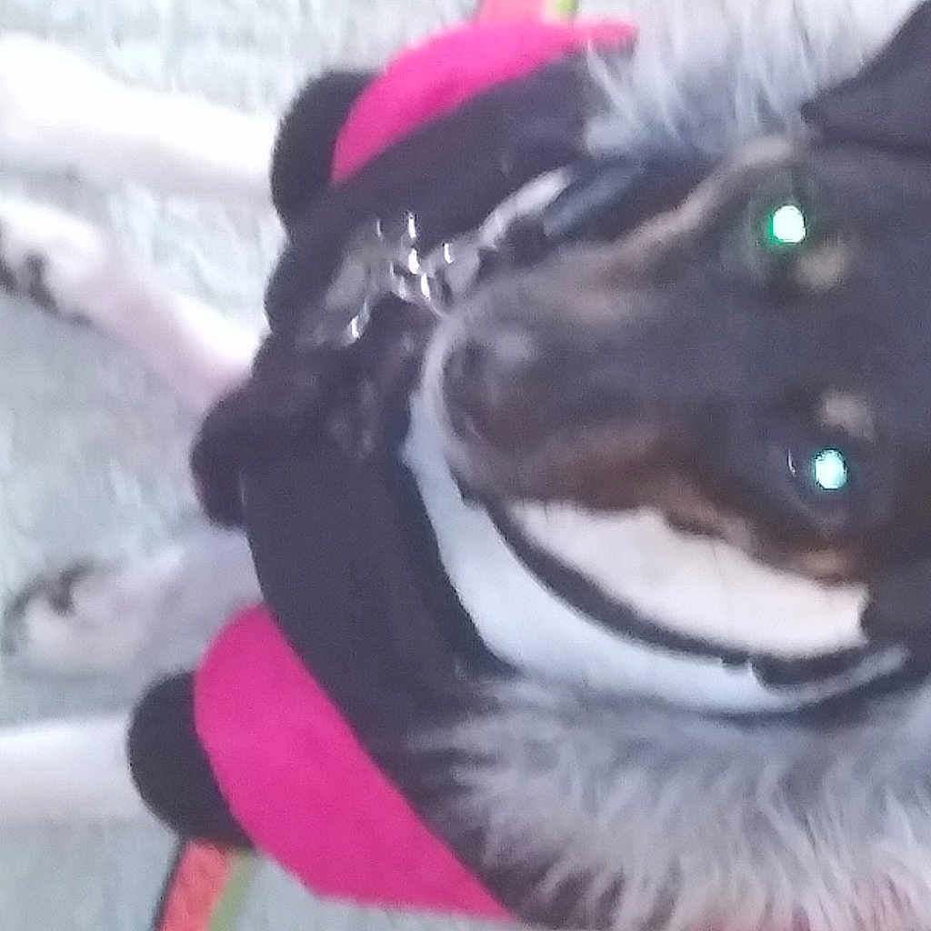 Harley is registered to the contest to win money with this photo: canidae, carnivore, collar, companion_dog, dog, dog_breed, dog_clothes, dog_collar, dog_supply, electric_blue, fashion_accessory, fur, fur_clothing, helmet, personal_protective_equipment, snout, snow, sporting_group, whiskers, working_animal