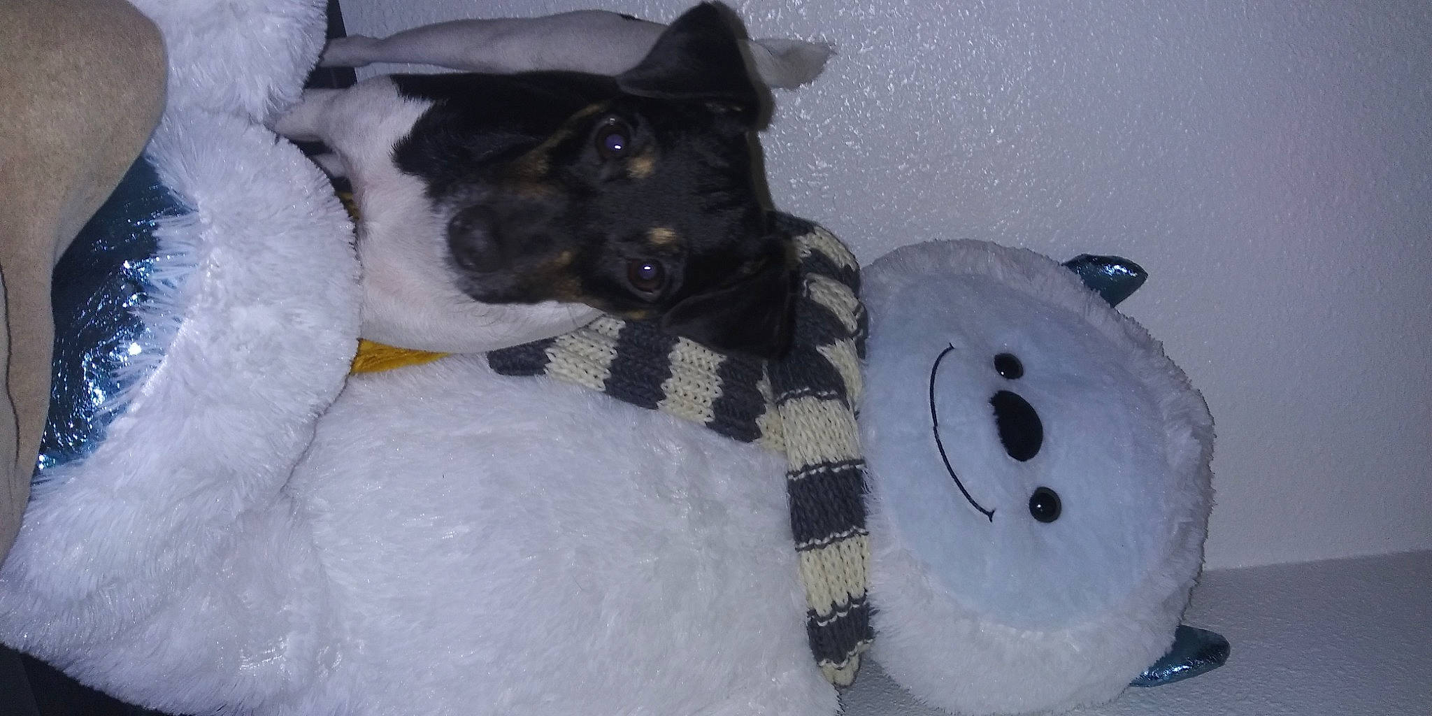 Harley is registered to the contest to win money with this photo: canidae, carnivore, companion_dog, dog, dog_breed, dog_supply, freezing, fur, mammal, pet_supply, plush, snout, snow, sporting_group, stuffed_toy, terrestrial_animal, toy, vertebrate, winter, working_animal