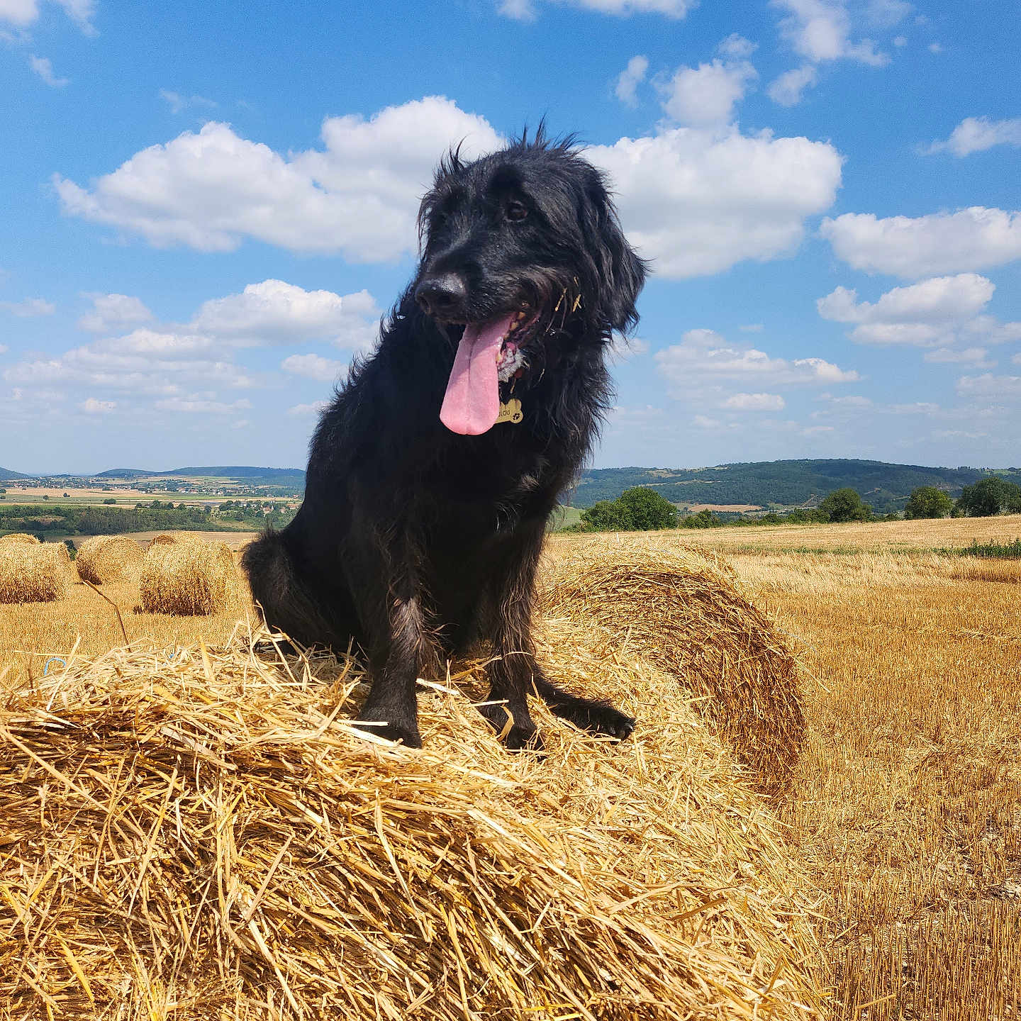 Loulou a rejoint le concours — aidez-le/la à gagner de superbes lots ! animal, canine, cloud, countryside, dog, farm, field, food, grass, grassland, nature, outdoors, pet, plant, produce, puppy, sky, straw, summer, terrier