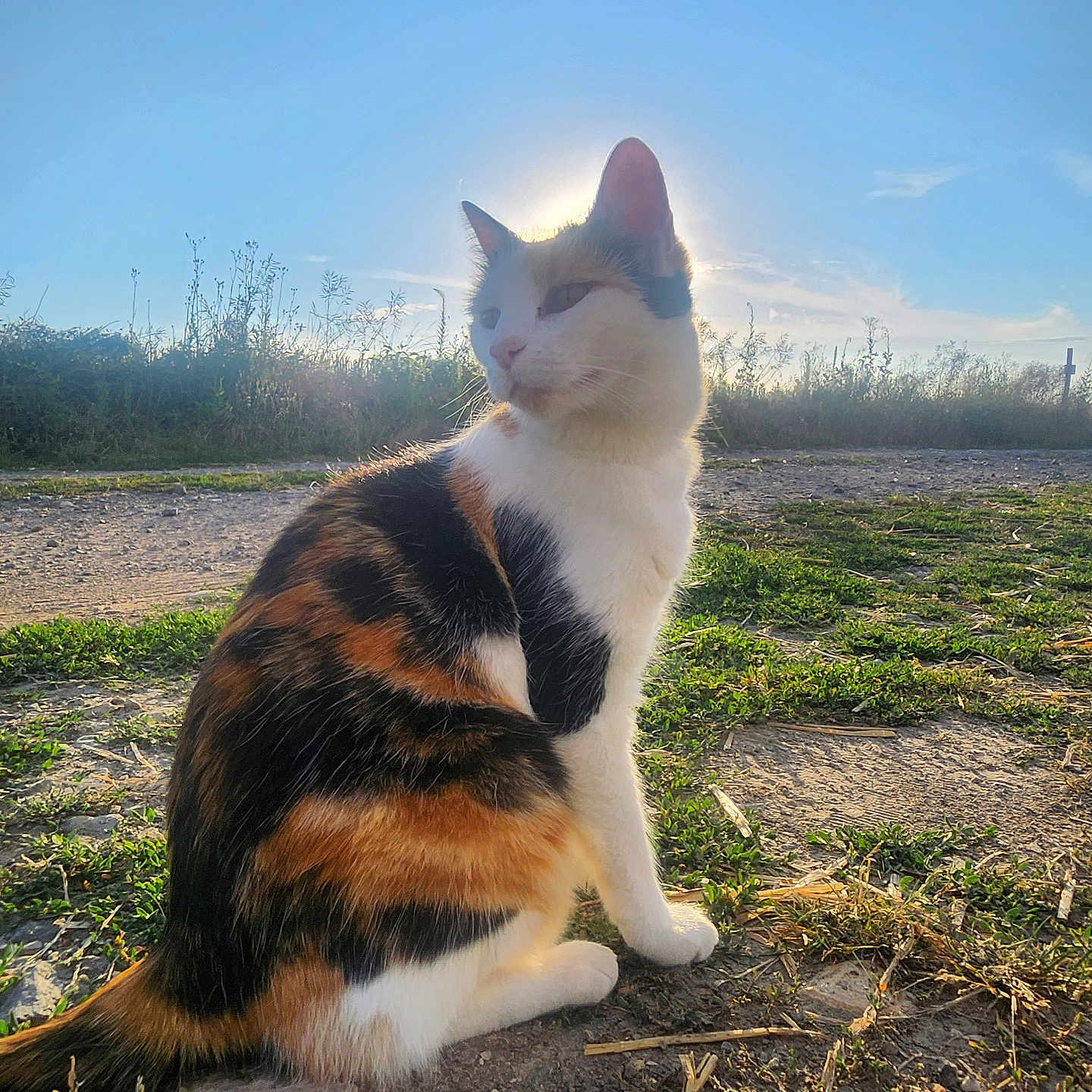 LYLAS a rejoint le concours — aidez-le/la à gagner de superbes lots ! abyssinian, angora, animal, cat, countryside, field, grass, grassland, gravel, kitten, manx, nature, outdoors, pet, plant, siamese, sky, soil, straw, wood
