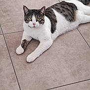 Oreo participe au concours pour gagner de l'argent avec cette photo : cat, tabby, white, pet, animal, feline, floor, tile, indoor, resting, cute, domestic, whiskers, ears, paws, tail, looking, relaxed, green_eyes, fur