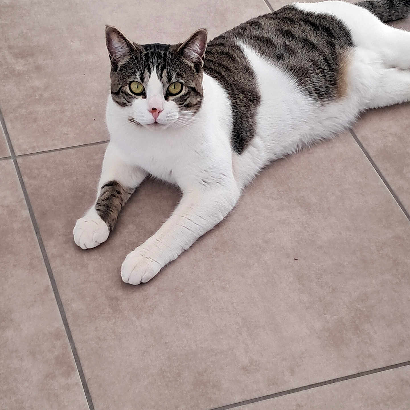 Oreo participe au concours pour gagner de l'argent avec cette photo : animal, cat, cute, domestic, ears, feline, floor, fur, green_eyes, indoor, looking, paws, pet, relaxed, resting, tabby, tail, tile, whiskers, white