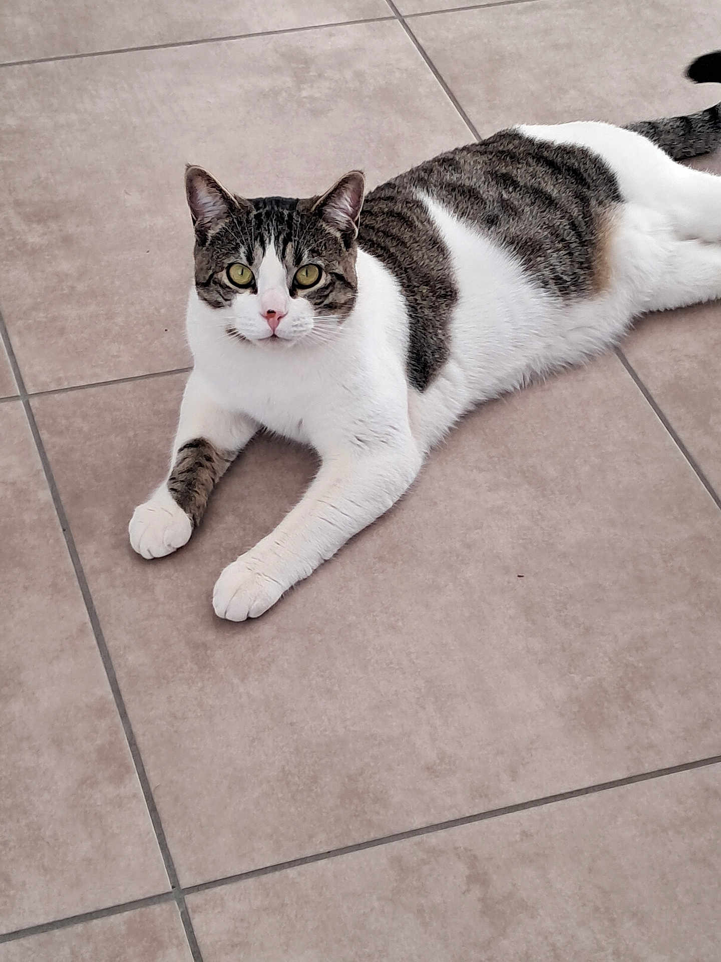 Oreo participe au concours pour gagner de l'argent avec cette photo : cat, tabby, white, pet, animal, feline, floor, tile, indoor, resting, cute, domestic, whiskers, ears, paws, tail, looking, relaxed, green_eyes, fur