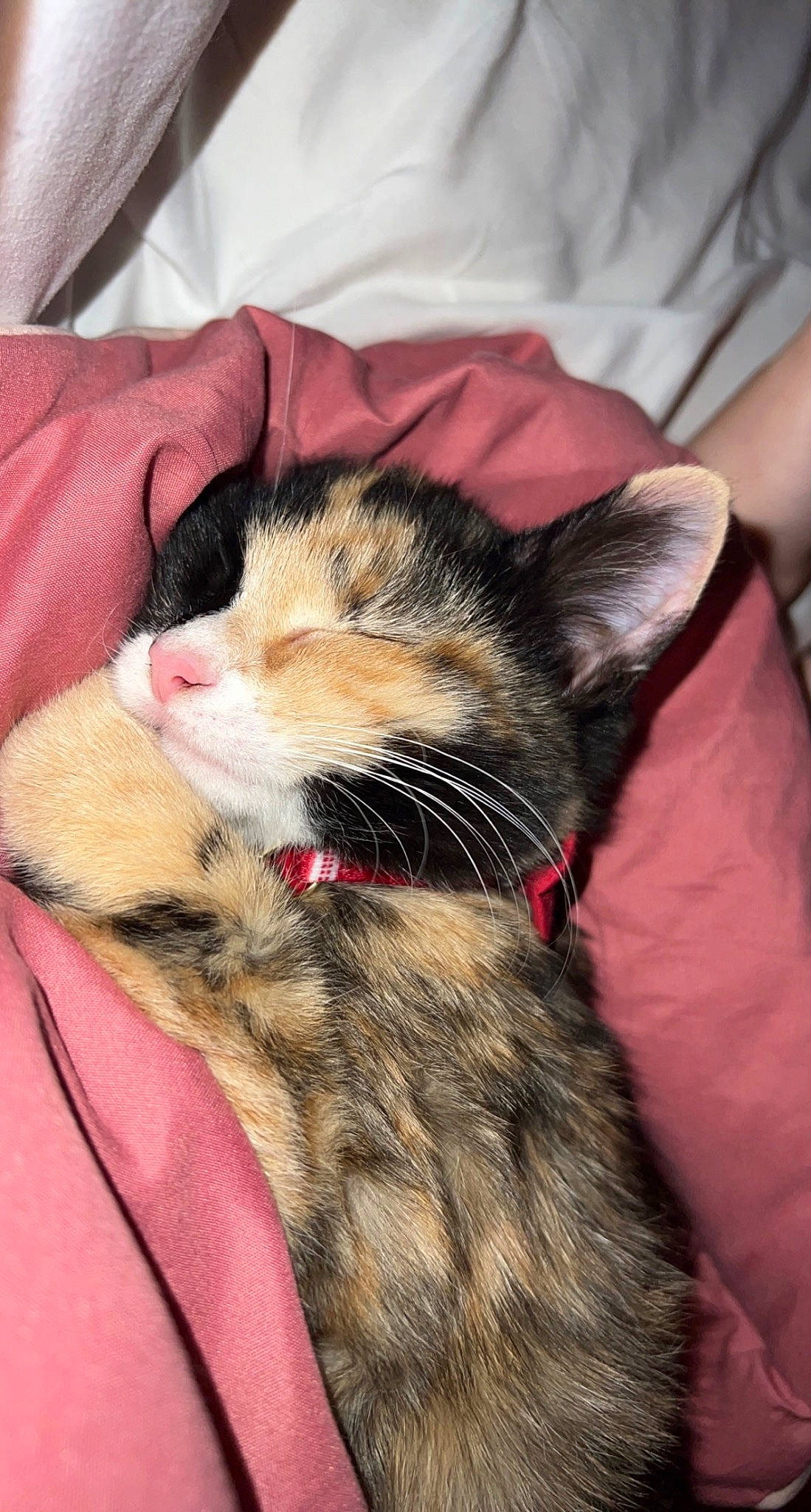 Lemon joined the competition — help win amazing prizes! carnivore, cat, claw, comfort, companion_dog, domestic_short_haired_cat, ear, eye, felidae, foot, fur, human_leg, lap, nail, nap, paw, small_to_medium_sized_cats, snout, tail, whiskers