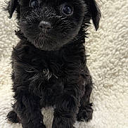 Raisin is registered to the contest to win money with this photo: puppy, dog, black, cute, fluffy, blanket, sitting, pet, animal, fur, small, young, adorable, indoor, portrait, eyes, nose, face, looking, soft