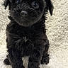 puppy, dog, black, cute, fluffy, blanket, sitting, pet, animal, fur, small, young, adorable, indoor, portrait, eyes, nose, face, looking, soft