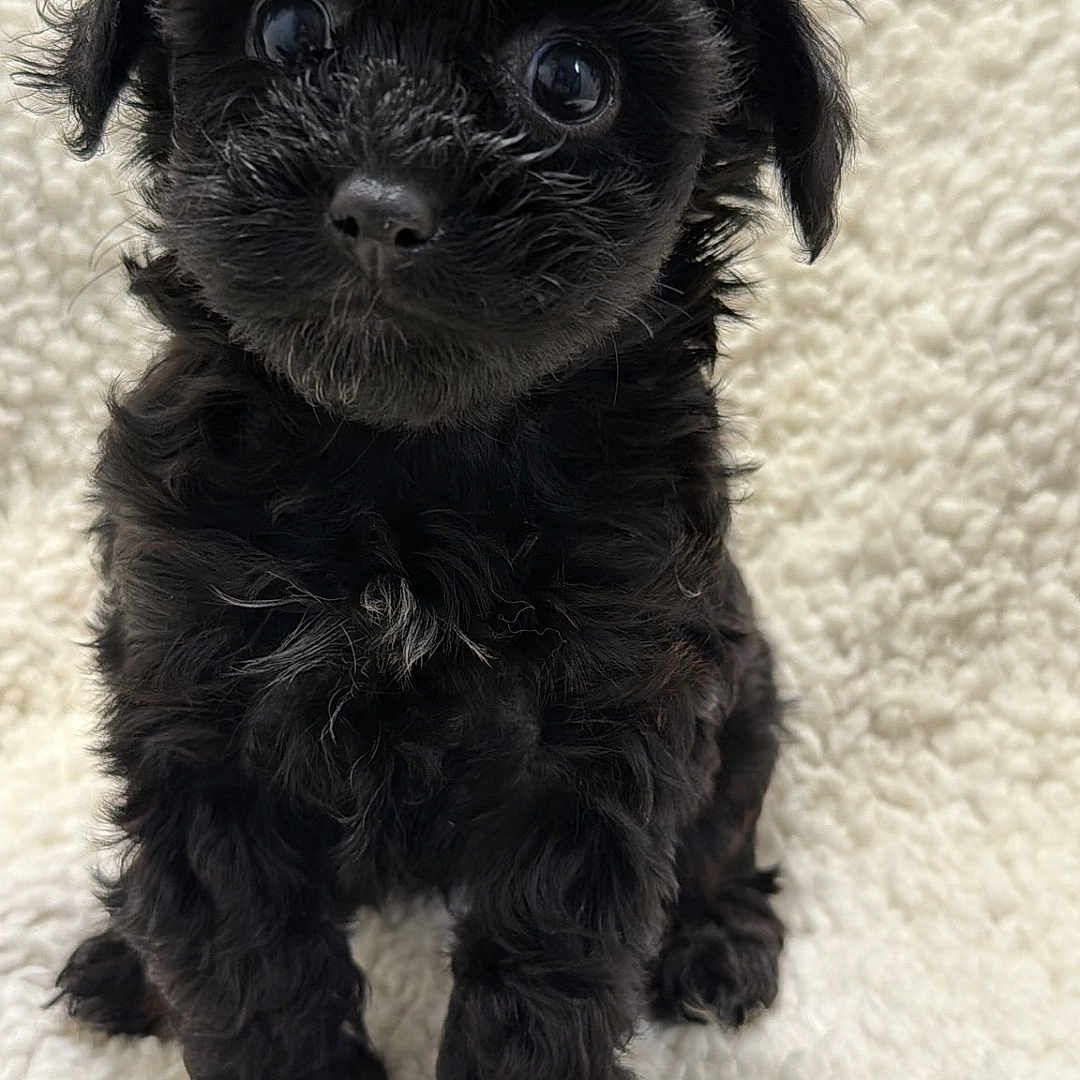 Raisin