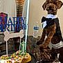 Nugget Godinez joined the competition — help win amazing prizes! animal, birthdaycake, cake, canine, couch, cream, cupcake, dessert, dog, food, furniture, icing, machine, pet, plate, poodle, sweets, teddybear, terrier, toy