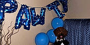 Nugget Godinez is registered to the contest to win money with this photo: animal, appliance, architecture, balloon, building, canine, couch, dog, furniture, gun, indoors, livingroom, people, person, pet, poodle, puppy, room, text, weapon