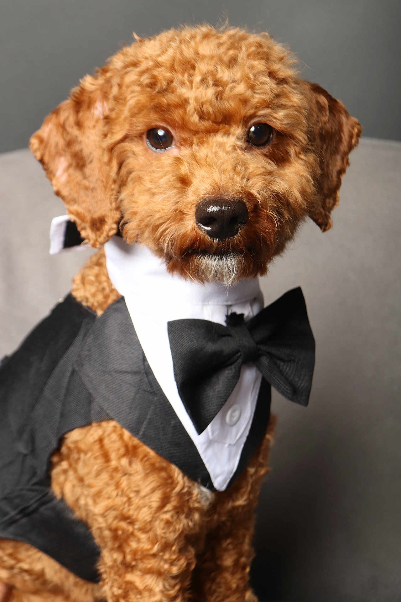 Nugget Godinez is registered to the contest to win money with this photo: accessories, airedale, animal, bowtie, canine, clothing, cockerspaniel, couch, dog, dress, eveningdress, formalwear, necktie, pet, photography, poodle, puppy, suit, terrier, tie