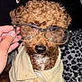 Nugget Godinez is registered to the contest to win money with this photo: accessories, adult, airedale, animal, baby, bodypart, canine, dog, finger, glasses, goggles, hand, male, man, person, pet, poodle, puppy, sunglasses, terrier