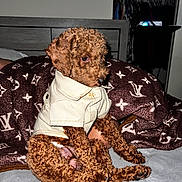Nugget Godinez is registered to the contest to win money with this photo: airedale, animal, bed, bedroom, blanket, canine, computerhardware, couch, cushion, dog, electronics, furniture, hardware, homedecor, indoors, pet, poodle, puppy, room, terrier