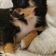 Astérix participe au concours pour gagner de l'argent avec cette photo : animal, black, blanket, brown, cozy, cute, dog, ears, fluffy, fur, indoor, nose, paw, pet, puppy, resting, side_view, small, white, young